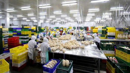 廣州海關(guān)開辟供港生鮮物資 新通道 ,首發(fā)24噸冰鮮雞