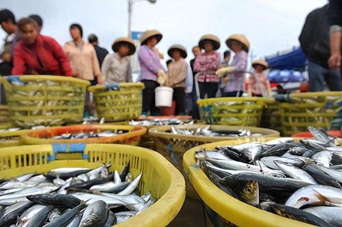 兩岸魚販齊聲拒售日本海產，大陸政策引發民間響應